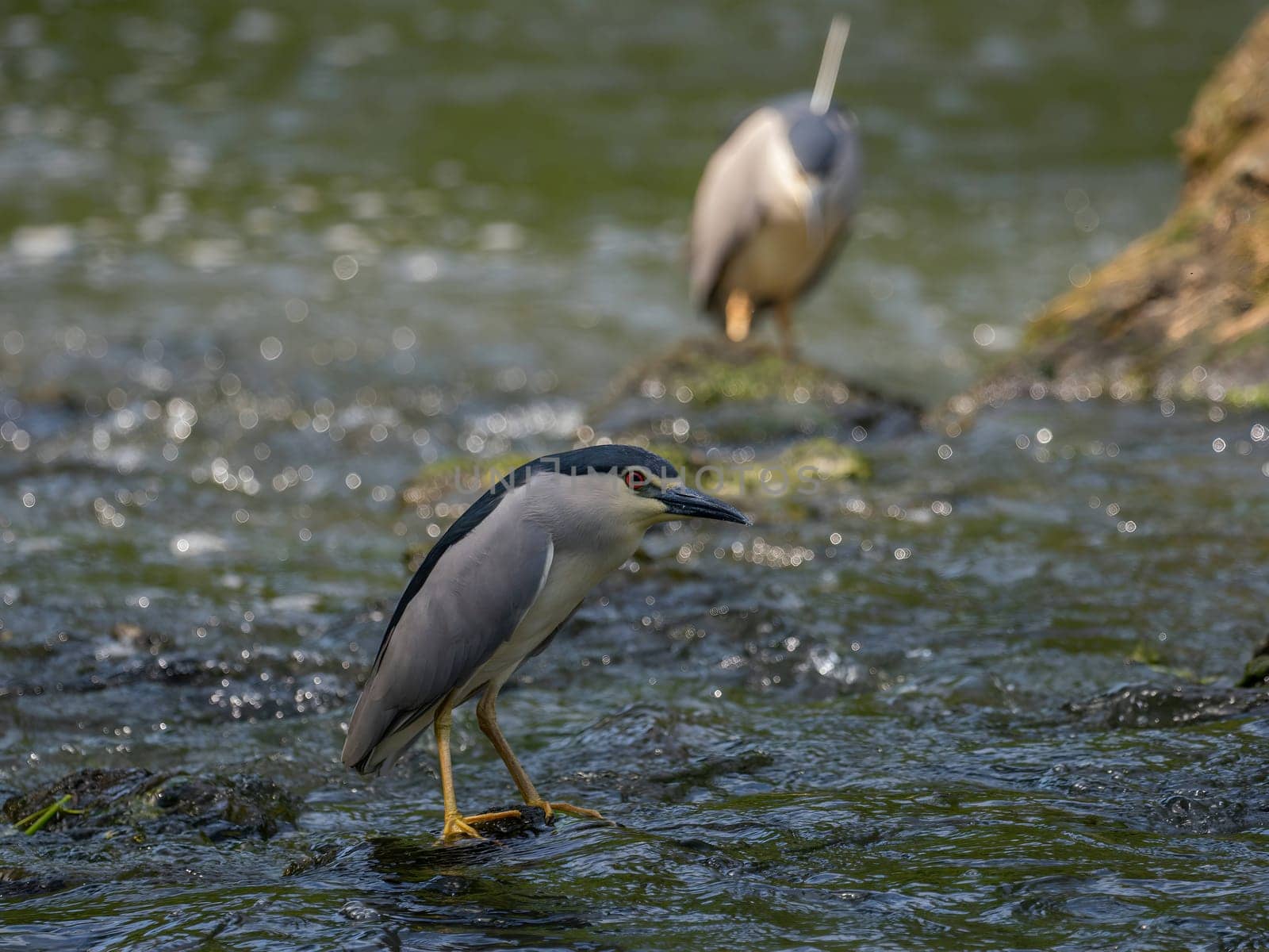 Black-crowned night heron perched on a rock in the water.