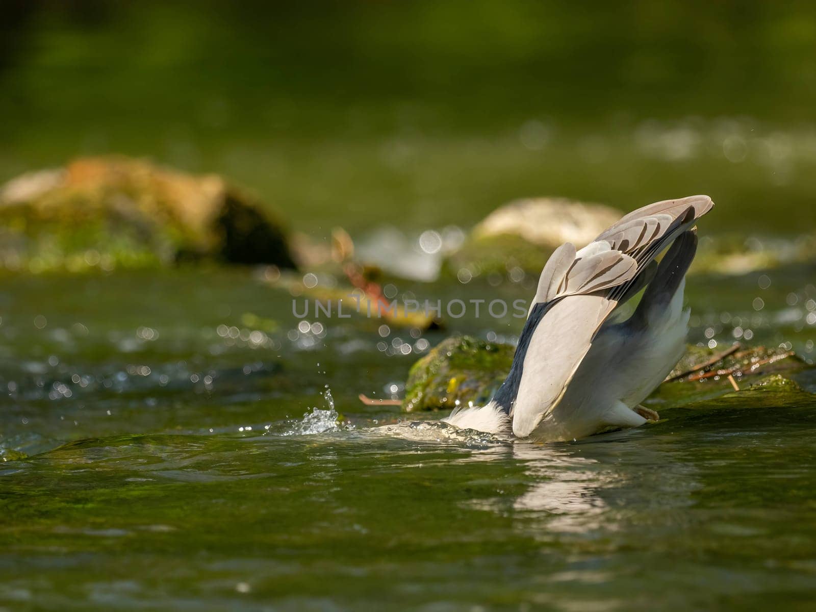 Black-crowned night heron submerging its head underwater.