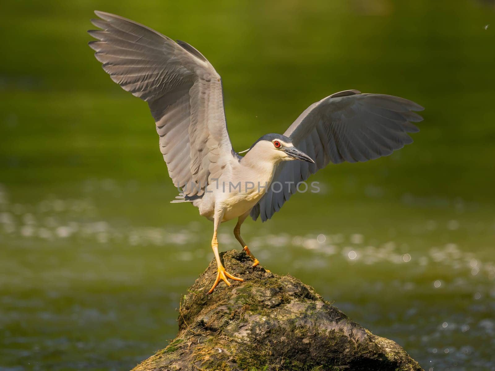 Black-crowned night heron perched on a rock in the water.