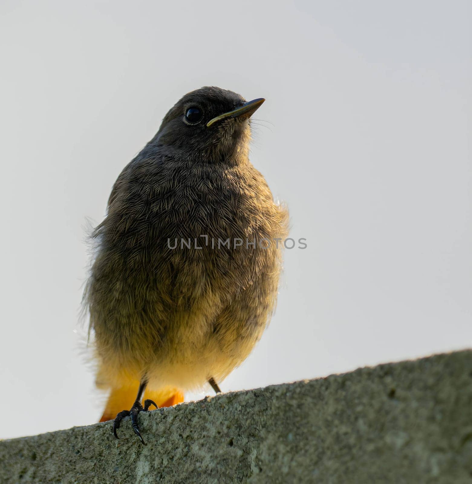 The Black Redstart, a striking bird with its black plumage, stands out against the vast expanse of the sky, adding a touch of beauty to the natural canvas.