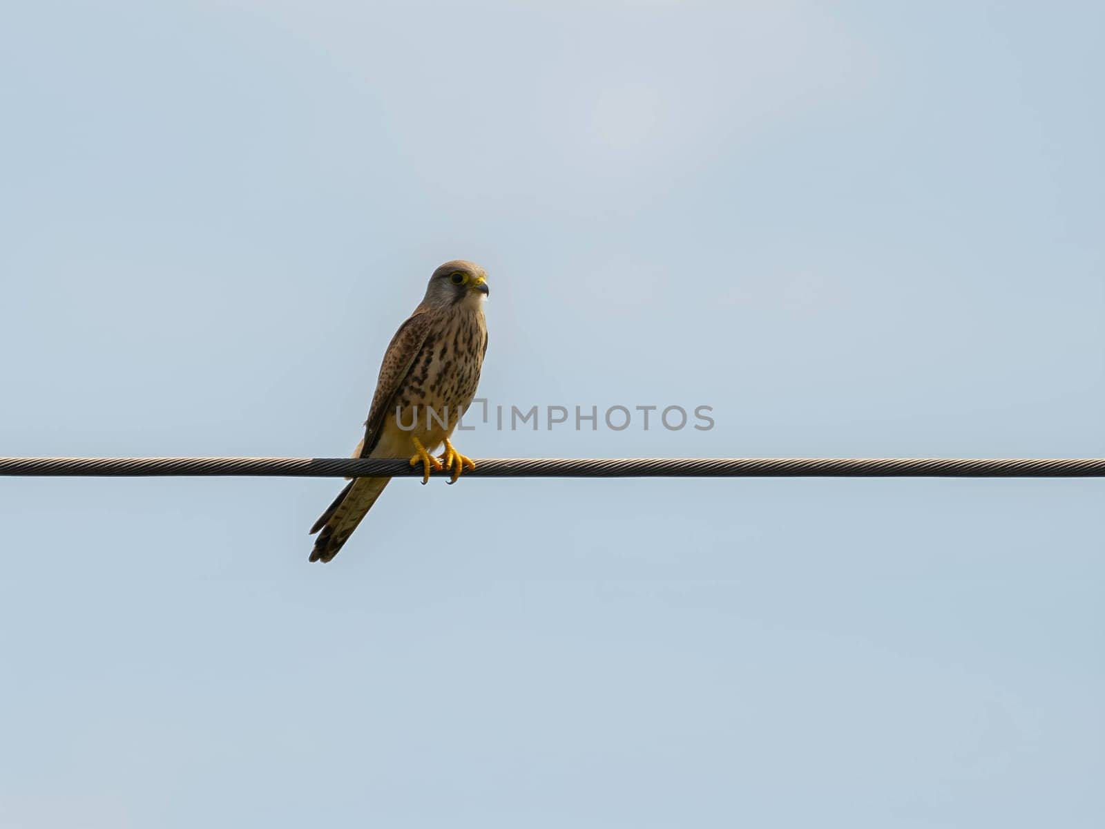 The majestic Common Kestrel soars gracefully against the boundless sky, its keen eyes scanning for prey in this vast expanse.