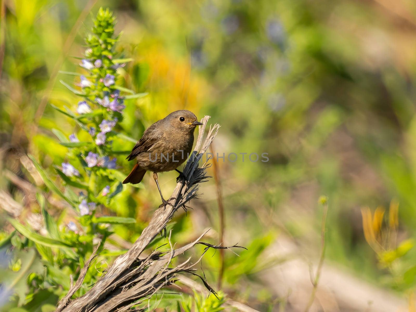 The Black Redstart, adorned in its black plumage, stands elegantly amidst the lush greenery, creating a captivating contrast in the natural landscape.