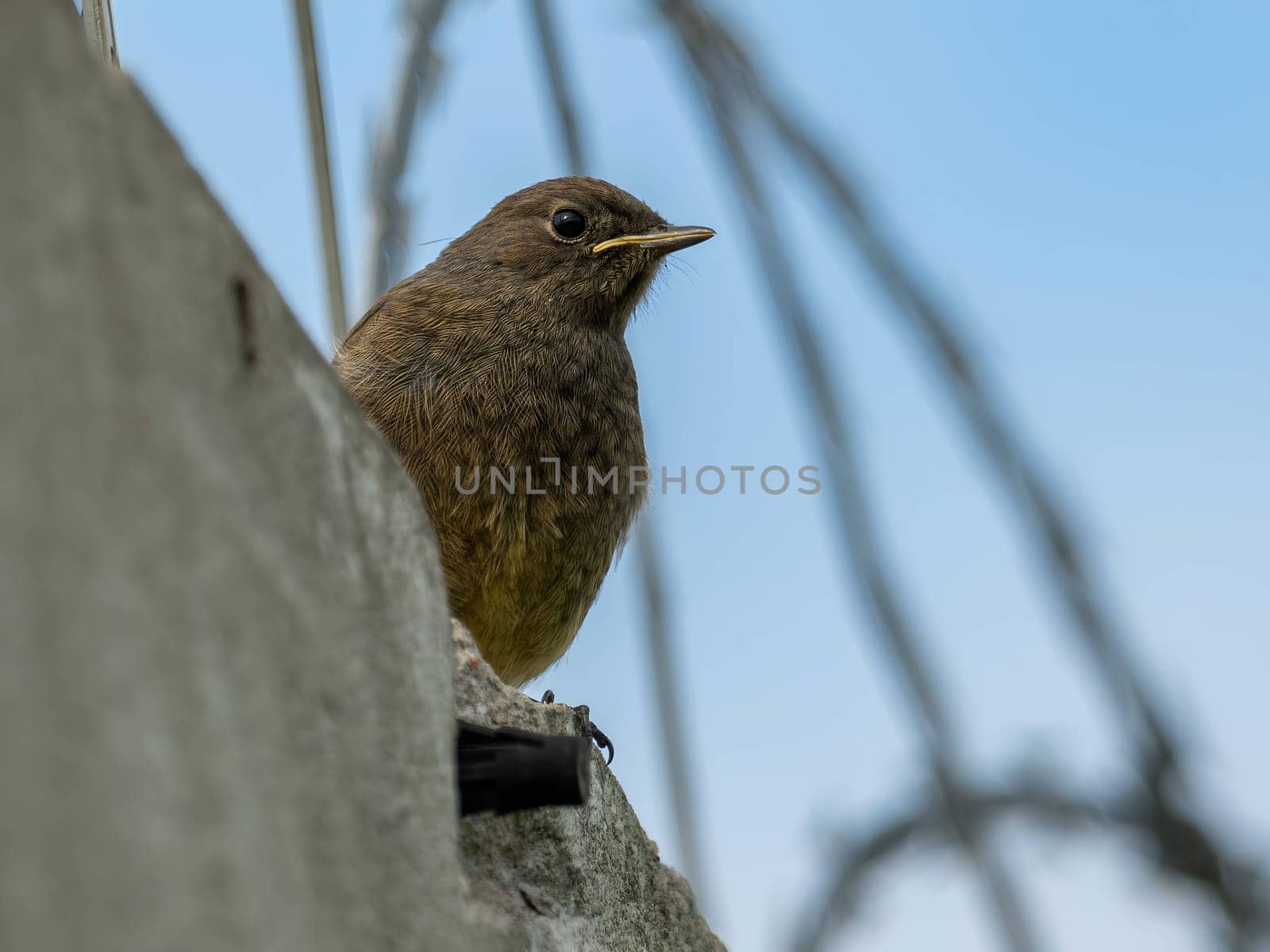 The resilient Black Redstart perches confidently on razor wire, its crimson tail contrasting against the clear blue sky, a symbol of adaptability and strength.
