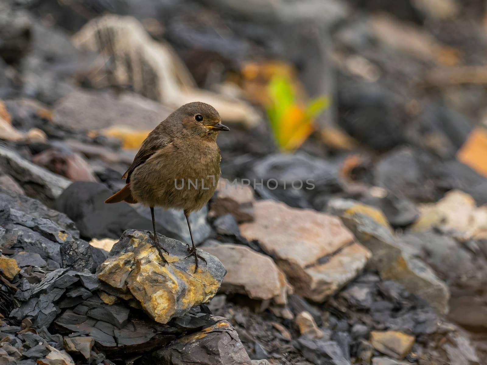 The Black Redstart, adorned in its black plumage, stands elegantly amidst the lush greenery, creating a captivating contrast in the natural landscape.