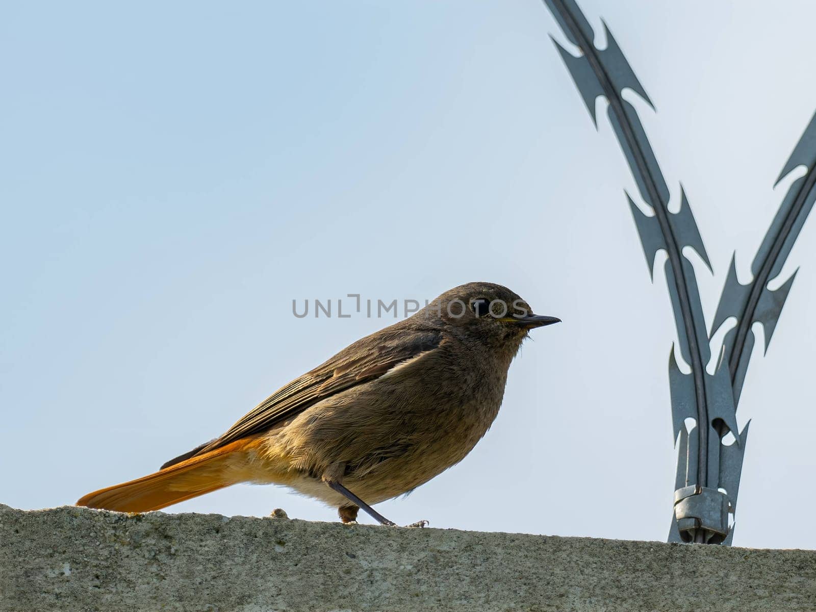 The resilient Black Redstart perches confidently on razor wire, its crimson tail contrasting against the clear blue sky, a symbol of adaptability and strength.