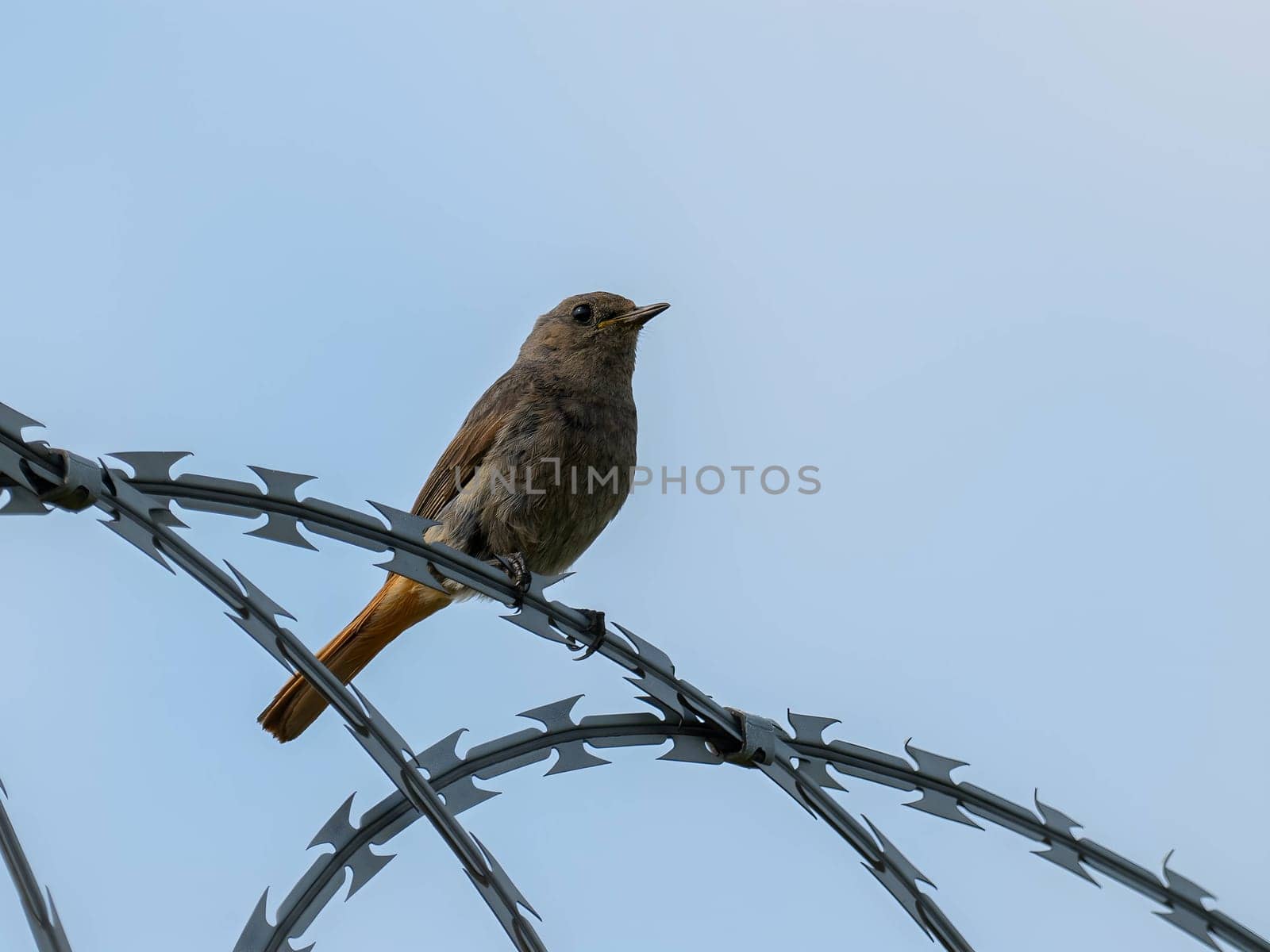 The resilient Black Redstart perches confidently on razor wire, its crimson tail contrasting against the clear blue sky, a symbol of adaptability and strength.