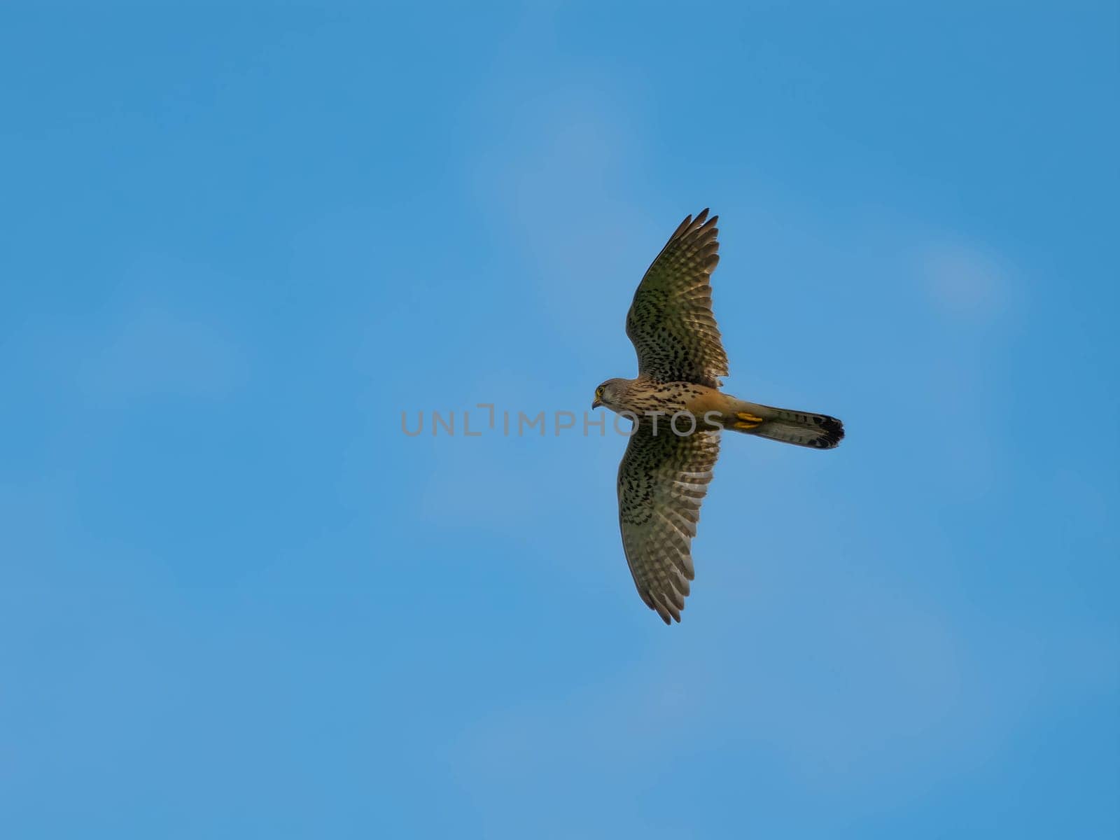 The Common Kestrel displays its aerial prowess, soaring gracefully and isolated against the vast expanse of the sky.