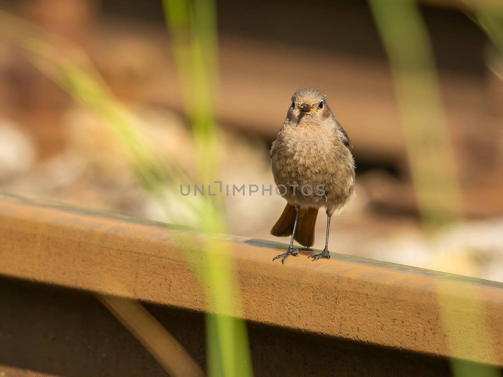 The Black Redstart, adorned in its black plumage, stands elegantly amidst the lush greenery, creating a captivating contrast in the natural landscape.