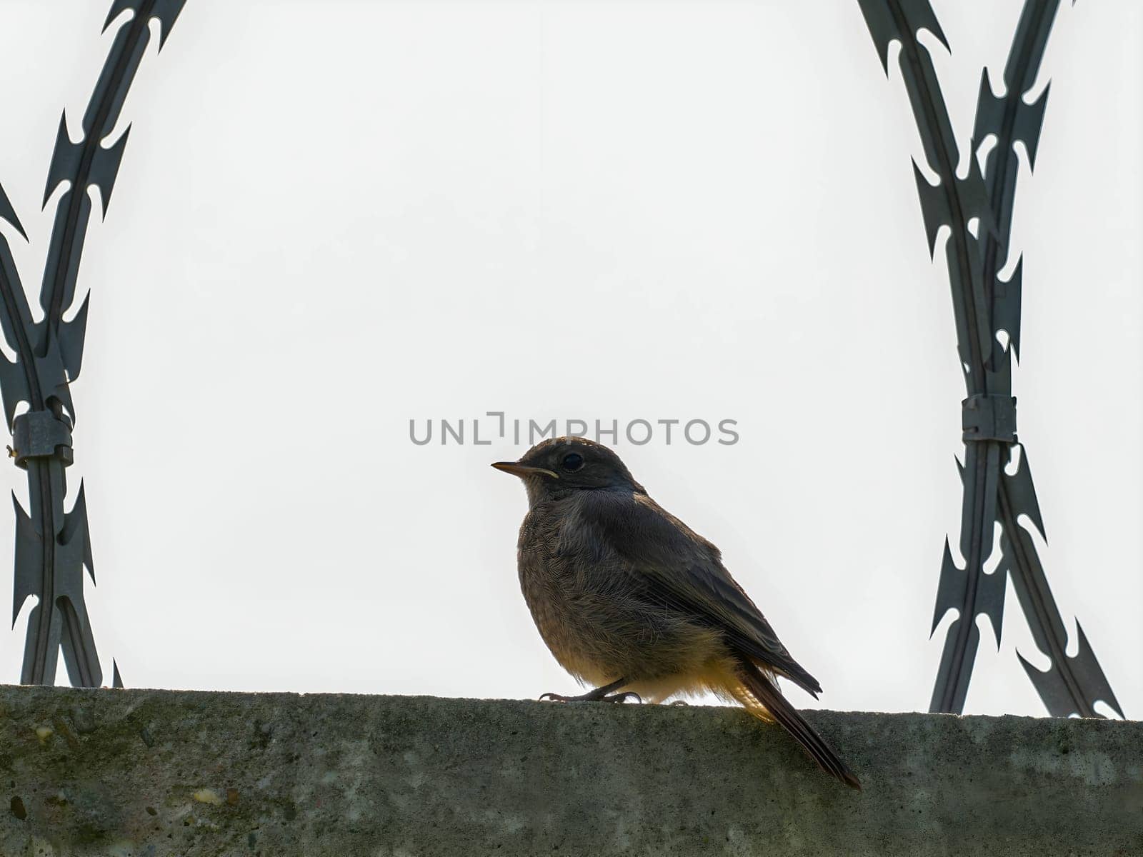 The resilient Black Redstart perches confidently on razor wire, its crimson tail contrasting against the clear blue sky, a symbol of adaptability and strength.