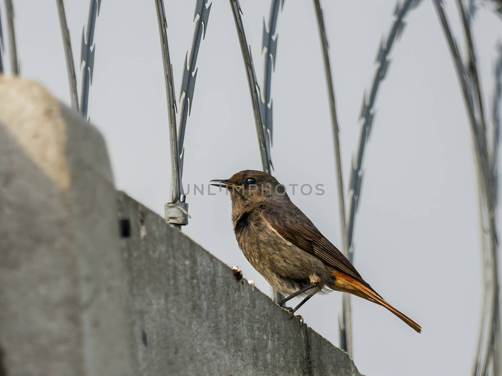 The resilient Black Redstart perches confidently on razor wire, its crimson tail contrasting against the clear blue sky, a symbol of adaptability and strength.