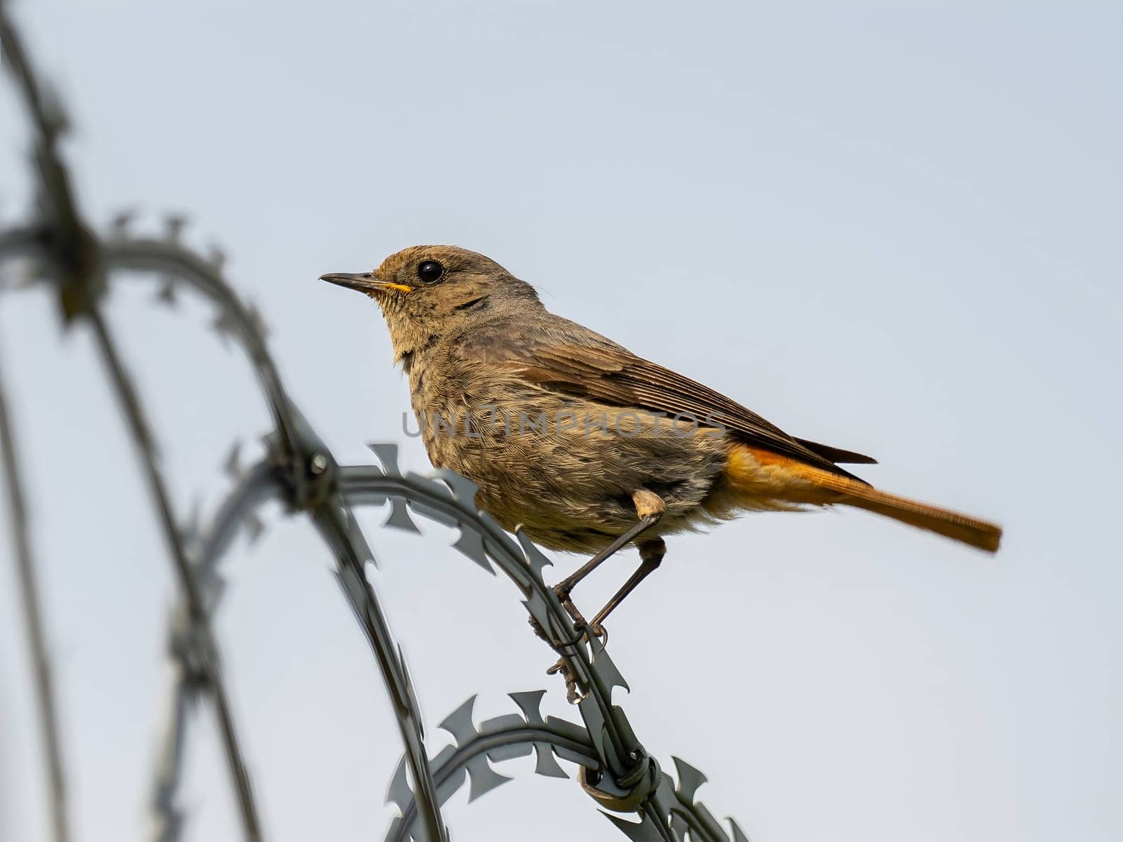 The resilient Black Redstart perches confidently on razor wire, its crimson tail contrasting against the clear blue sky, a symbol of adaptability and strength.