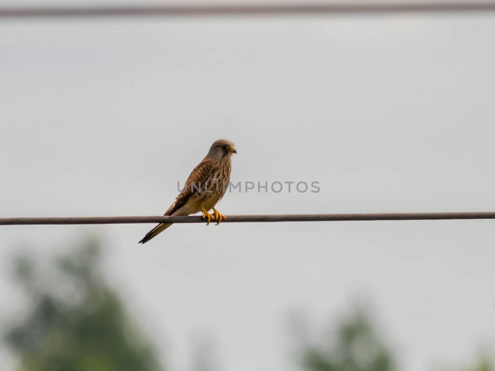 The majestic Common Kestrel soars gracefully against the boundless sky, its keen eyes scanning for prey in this vast expanse.