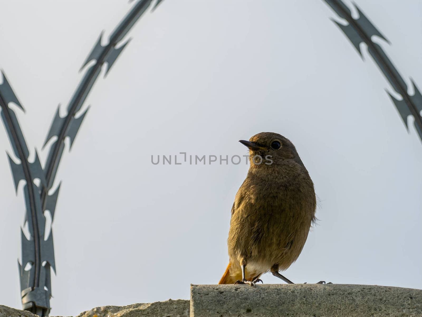 The resilient Black Redstart perches confidently on razor wire, its crimson tail contrasting against the clear blue sky, a symbol of adaptability and strength.