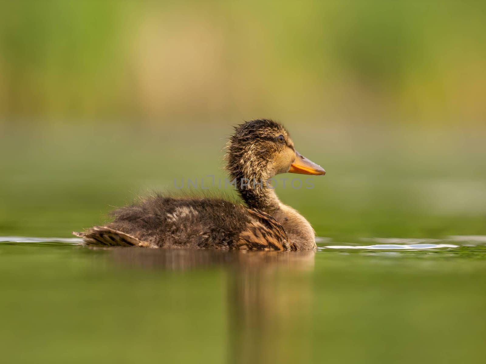 The wild duck floats peacefully on water, its feathers glimmering in the sunlight. Serene and elegant, it embodies nature's beauty.