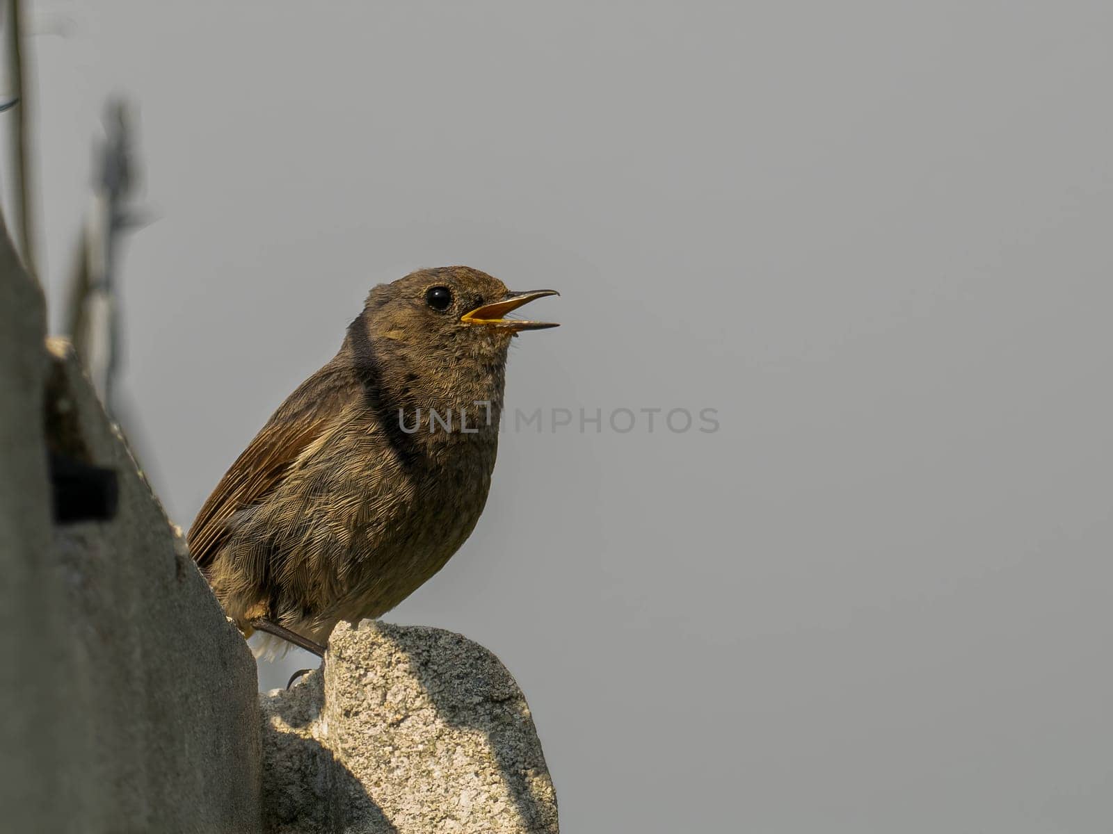 The Black Redstart, a striking bird with its black plumage, stands out against the vast expanse of the sky, adding a touch of beauty to the natural canvas.
