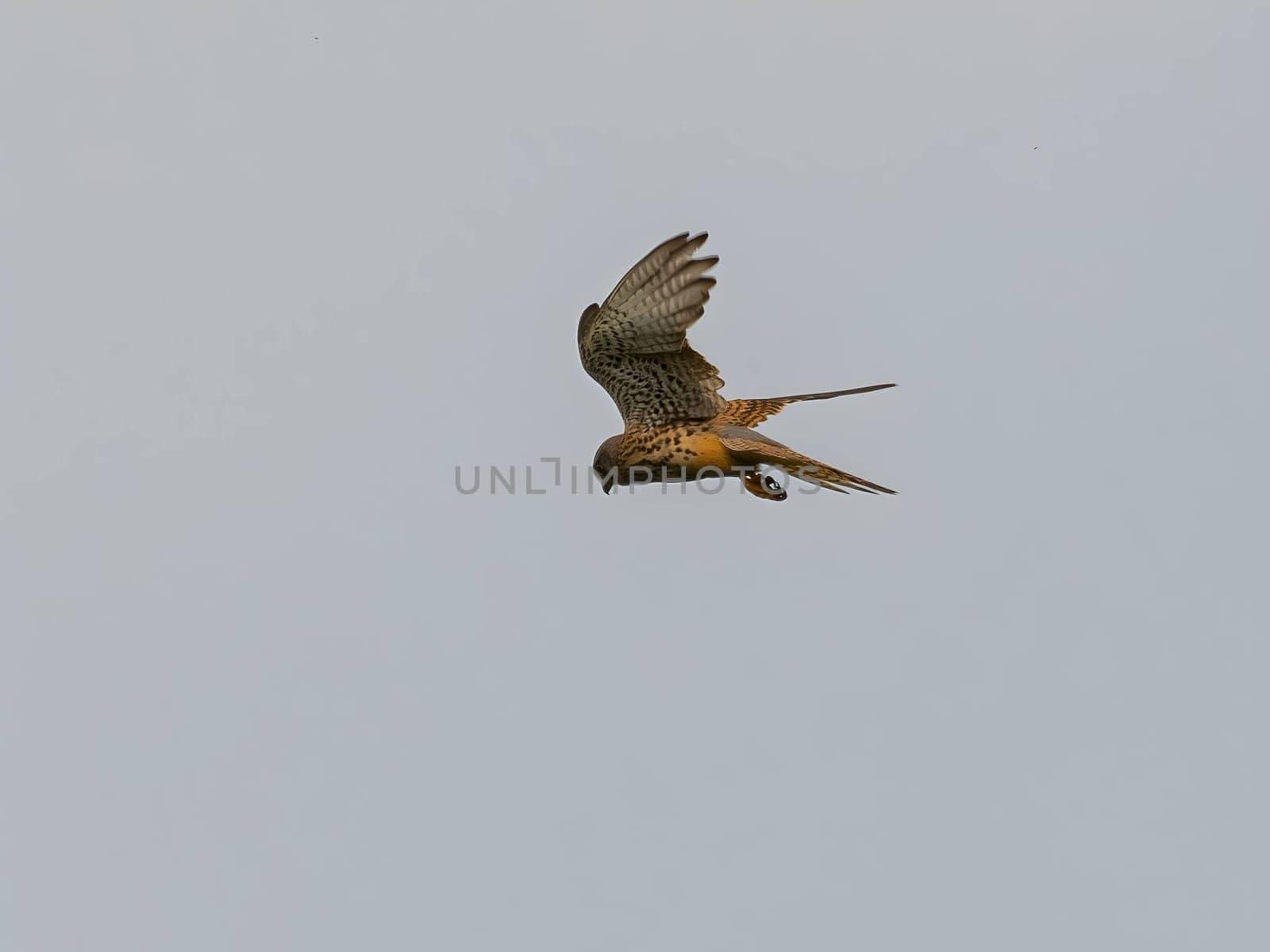 The Common Kestrel displays its aerial prowess, soaring gracefully and isolated against the vast expanse of the sky.