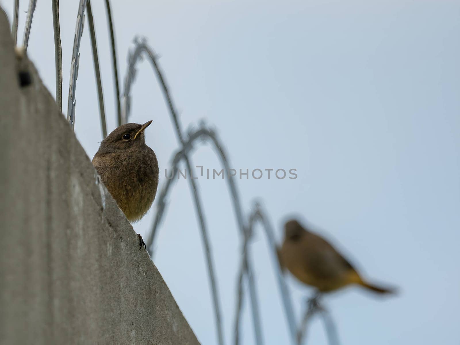 The resilient Black Redstart perches confidently on razor wire, its crimson tail contrasting against the clear blue sky, a symbol of adaptability and strength.