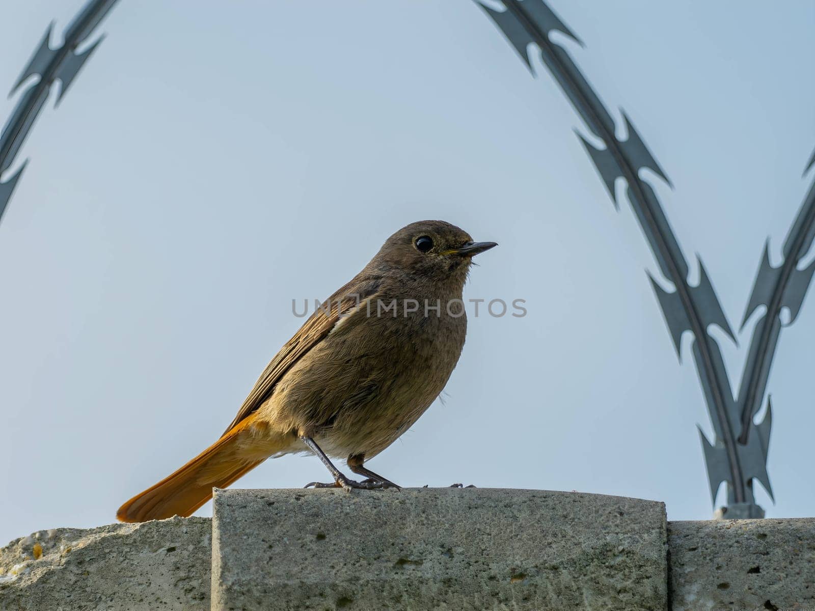 The Black Redstart, a striking bird with its black plumage, stands out against the vast expanse of the sky, adding a touch of beauty to the natural canvas.