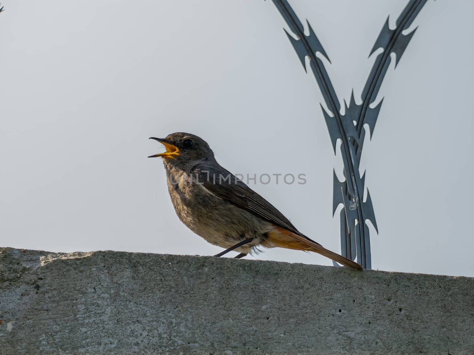 The Black Redstart, a striking bird with its black plumage, stands out against the vast expanse of the sky, adding a touch of beauty to the natural canvas.