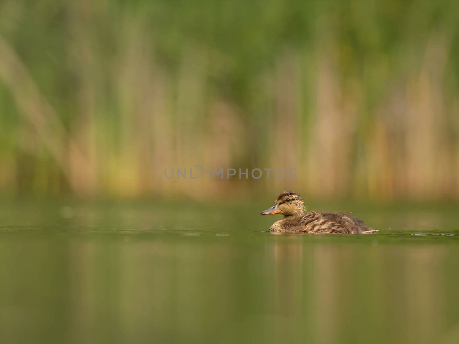The wild duck floats peacefully on water, its feathers glimmering in the sunlight. Serene and elegant, it embodies nature's beauty.