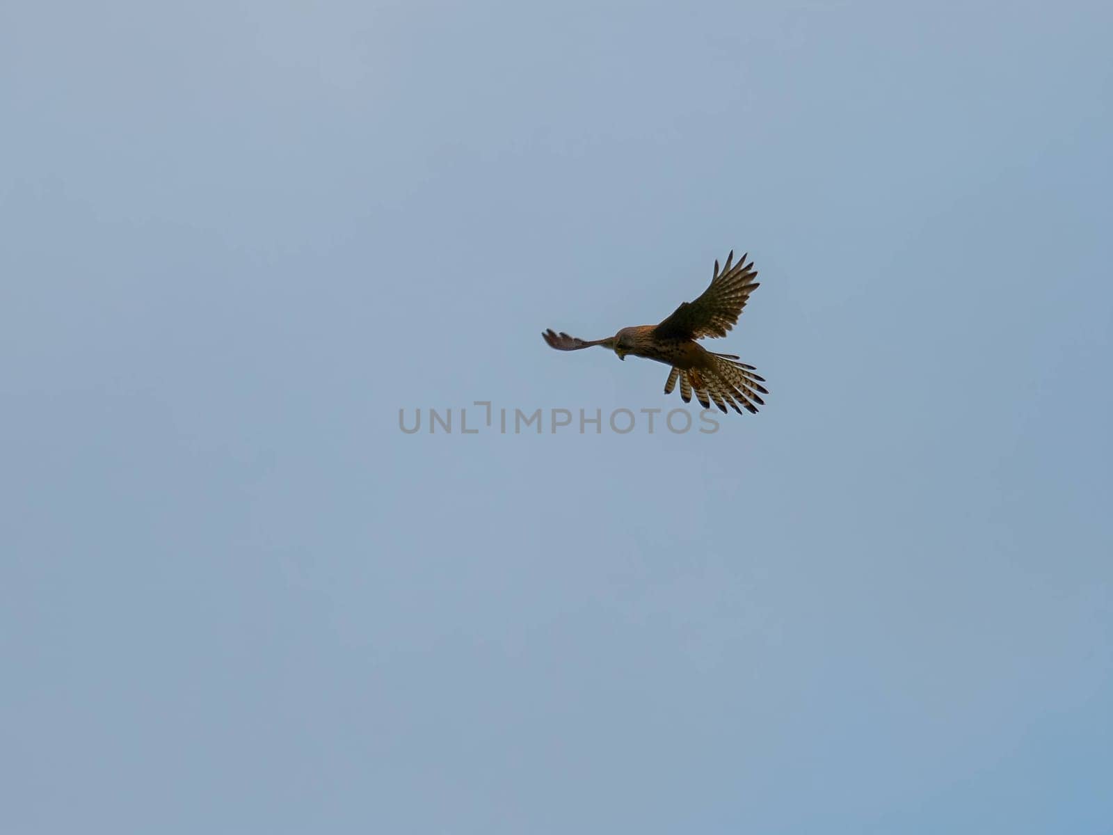 The Common Kestrel displays its aerial prowess, soaring gracefully and isolated against the vast expanse of the sky.