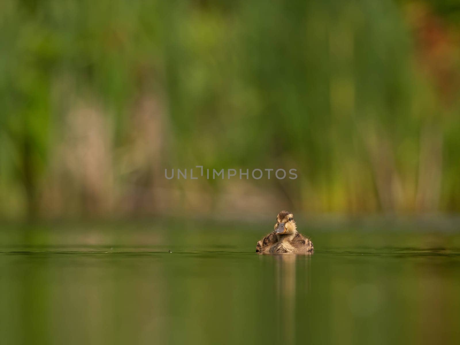 The wild duck floats peacefully on water, its feathers glimmering in the sunlight. Serene and elegant, it embodies nature's beauty.