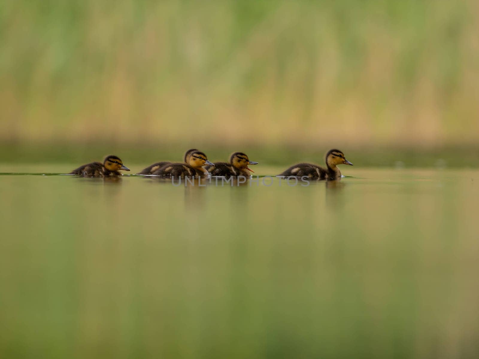 A heartwarming sight - young ducklings following their mother, joyfully swimming on calm waters surrounded by lush greenery. A picture of nature's beauty.