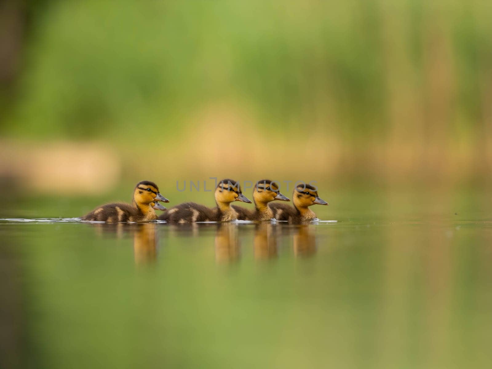 A heartwarming sight - young ducklings following their mother, joyfully swimming on calm waters surrounded by lush greenery. A picture of nature's beauty.