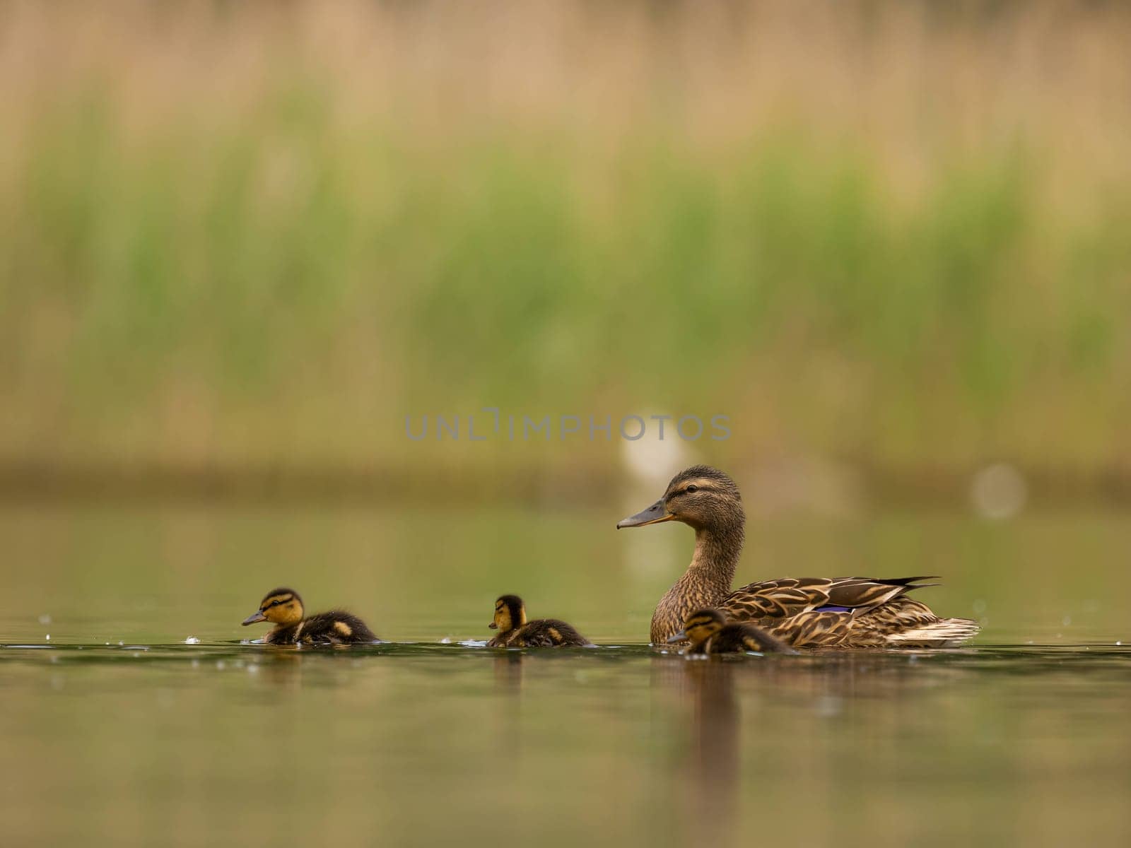 A heartwarming sight - young ducklings following their mother, joyfully swimming on calm waters surrounded by lush greenery. A picture of nature's beauty.