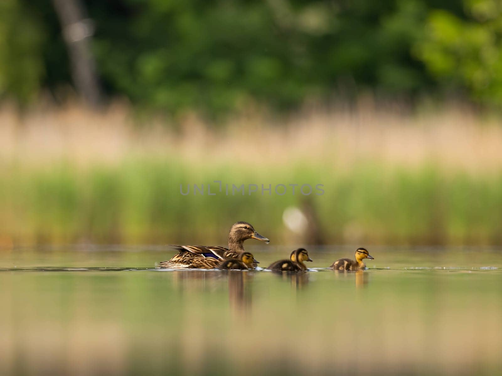 A heartwarming sight - young ducklings following their mother, joyfully swimming on calm waters surrounded by lush greenery. A picture of nature's beauty.