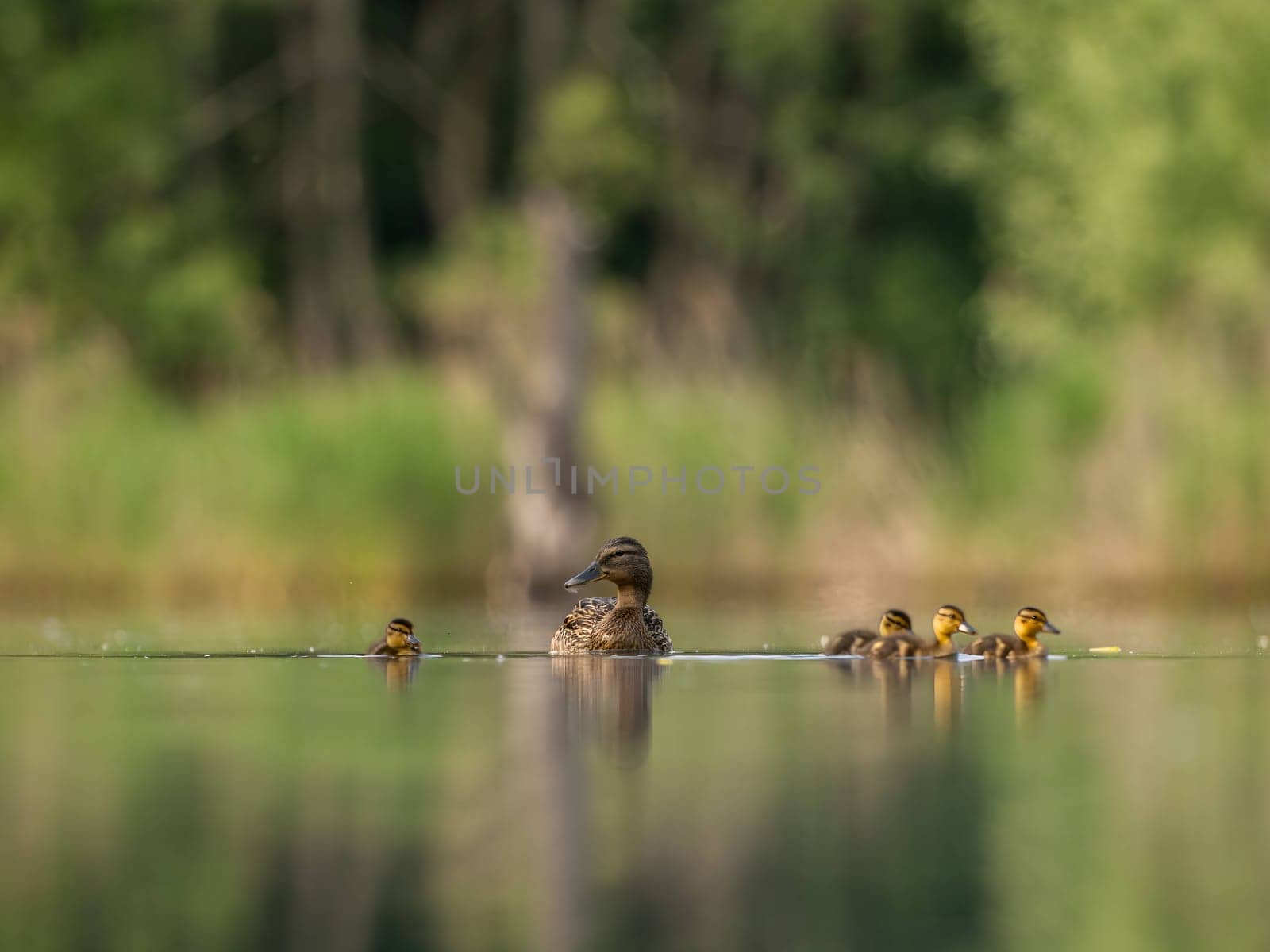 A heartwarming sight - young ducklings following their mother, joyfully swimming on calm waters surrounded by lush greenery. A picture of nature's beauty.