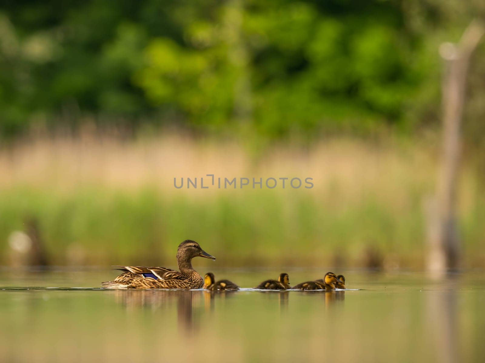 A heartwarming sight - young ducklings following their mother, joyfully swimming on calm waters surrounded by lush greenery. A picture of nature's beauty.