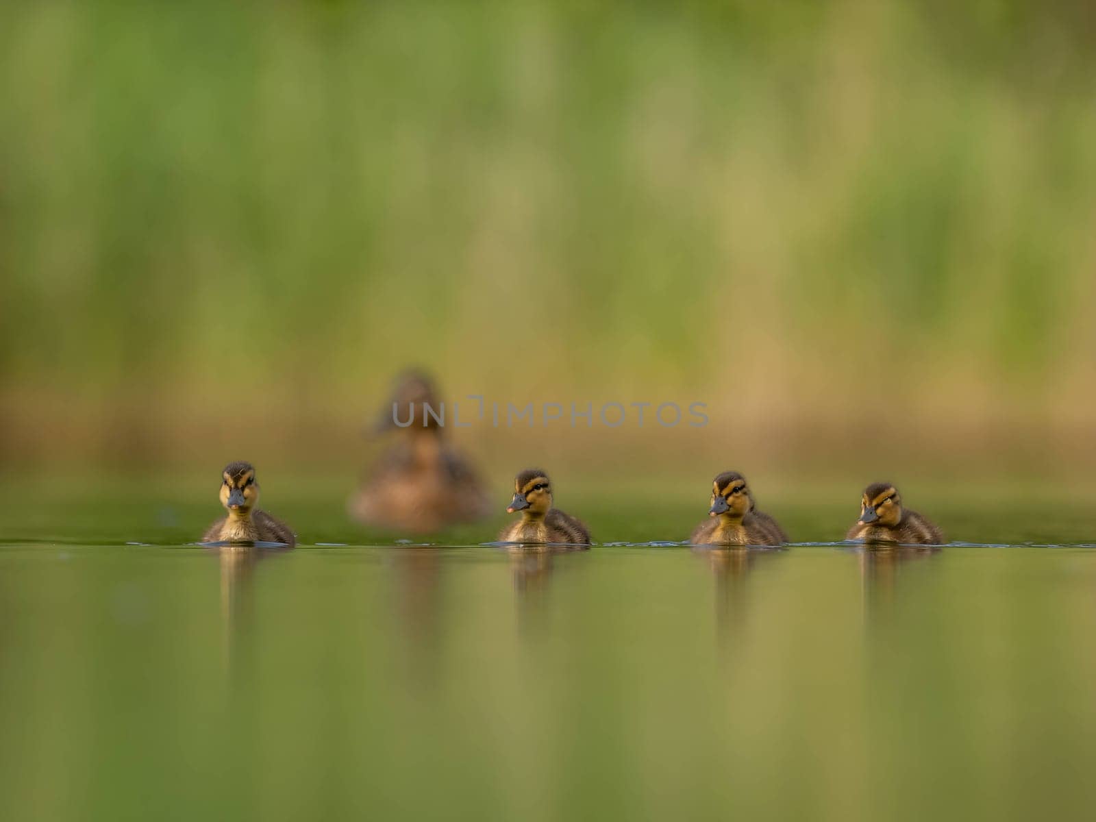 A heartwarming sight - young ducklings following their mother, joyfully swimming on calm waters surrounded by lush greenery. A picture of nature's beauty.