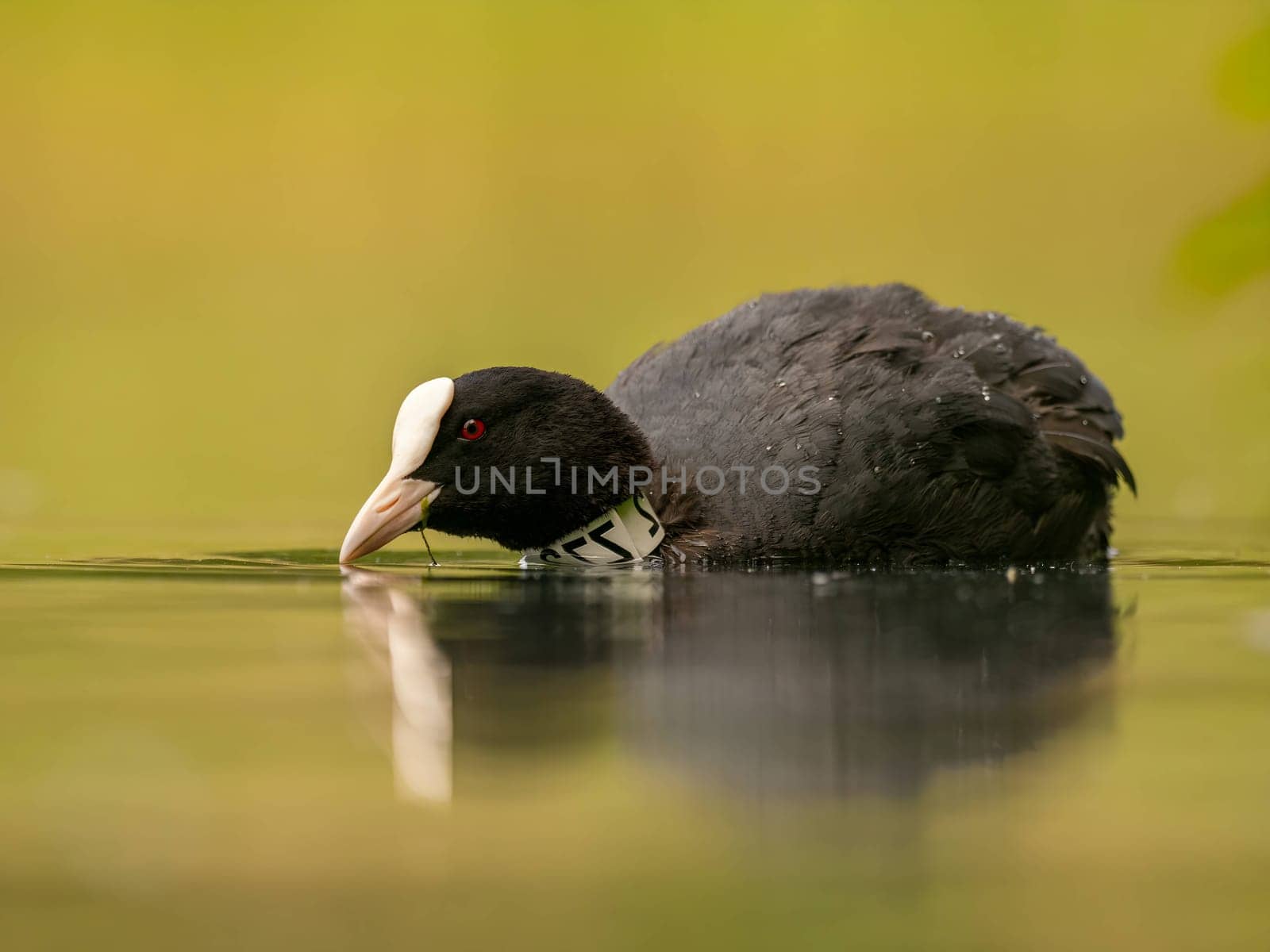 An Eurasian coot gracefully glides on the calm water, surrounded by lush greenery, creating a serene and picturesque scene in nature's embrace.