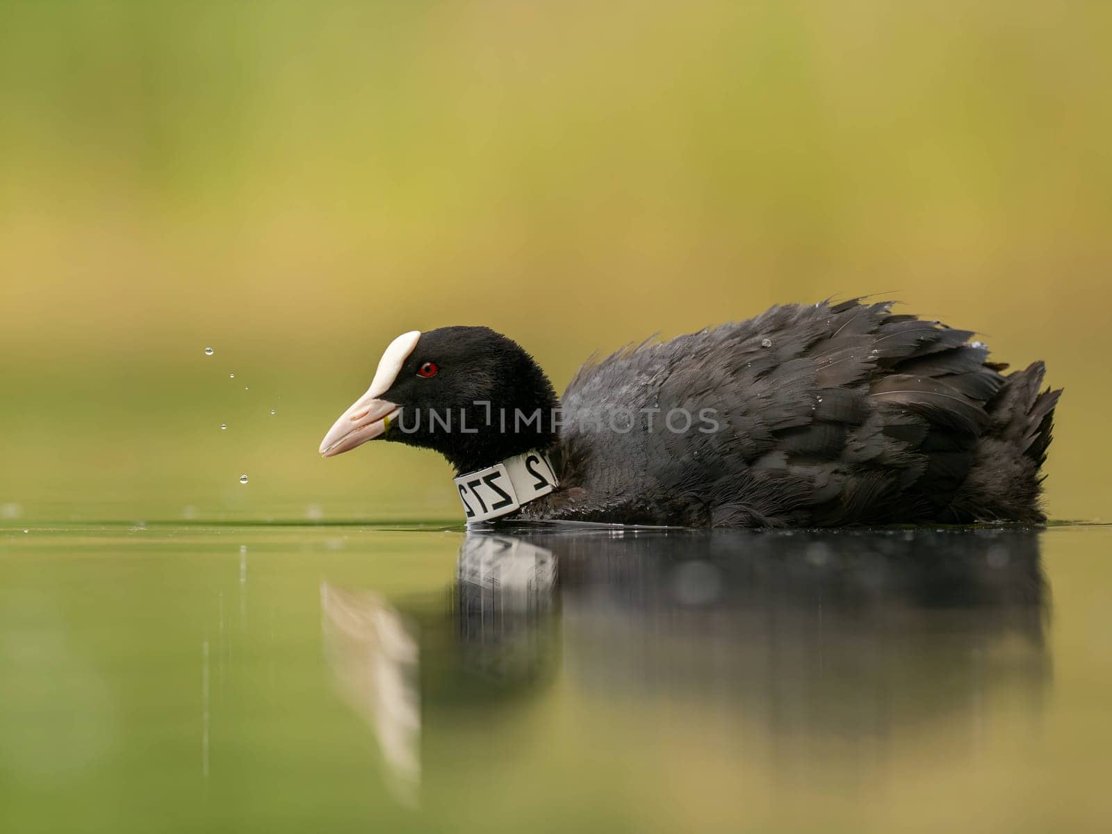 An Eurasian coot gracefully glides on the calm water, surrounded by lush greenery, creating a serene and picturesque scene in nature's embrace.