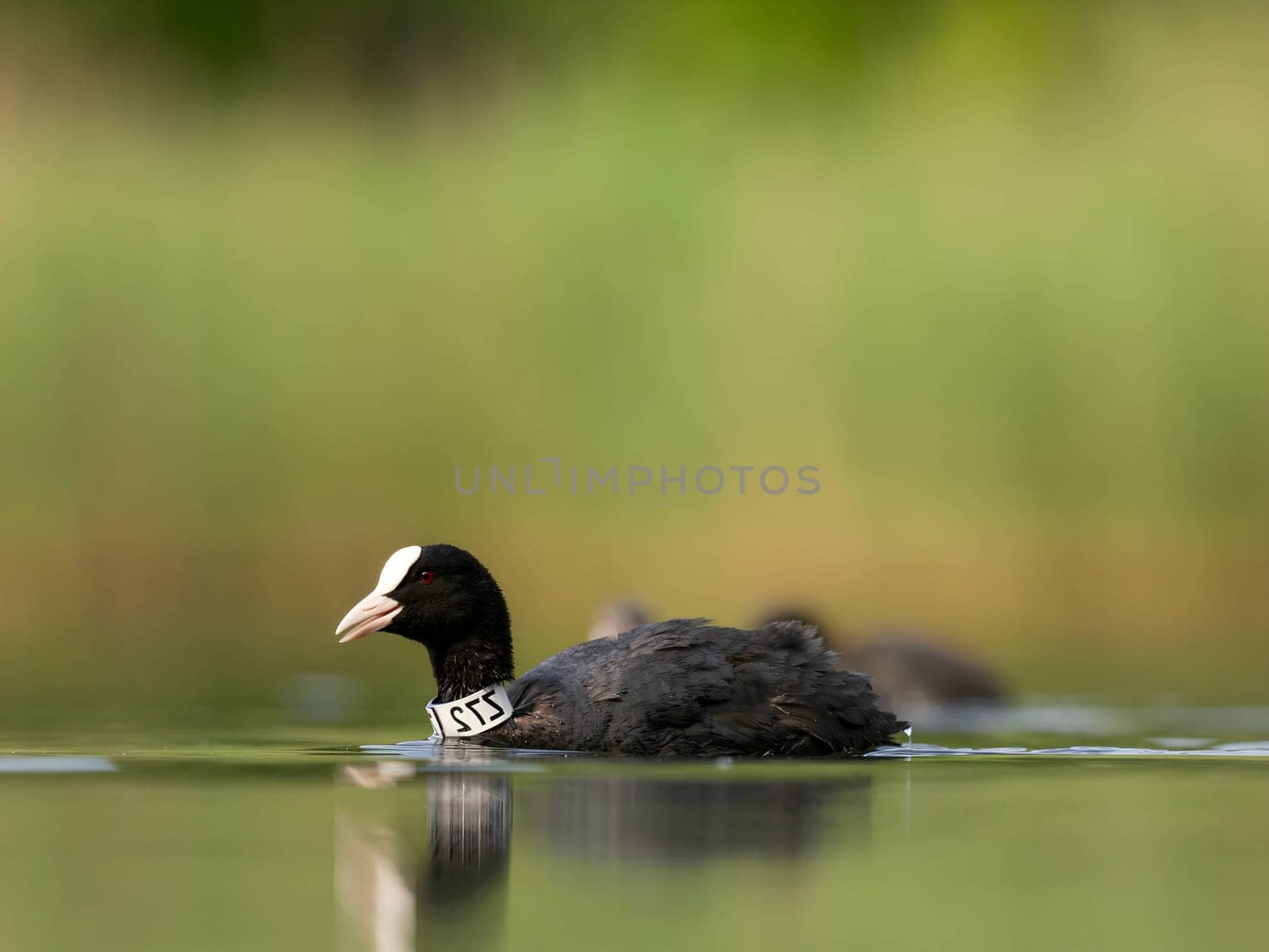An Eurasian coot gracefully glides on the calm water, surrounded by lush greenery, creating a serene and picturesque scene in nature's embrace.