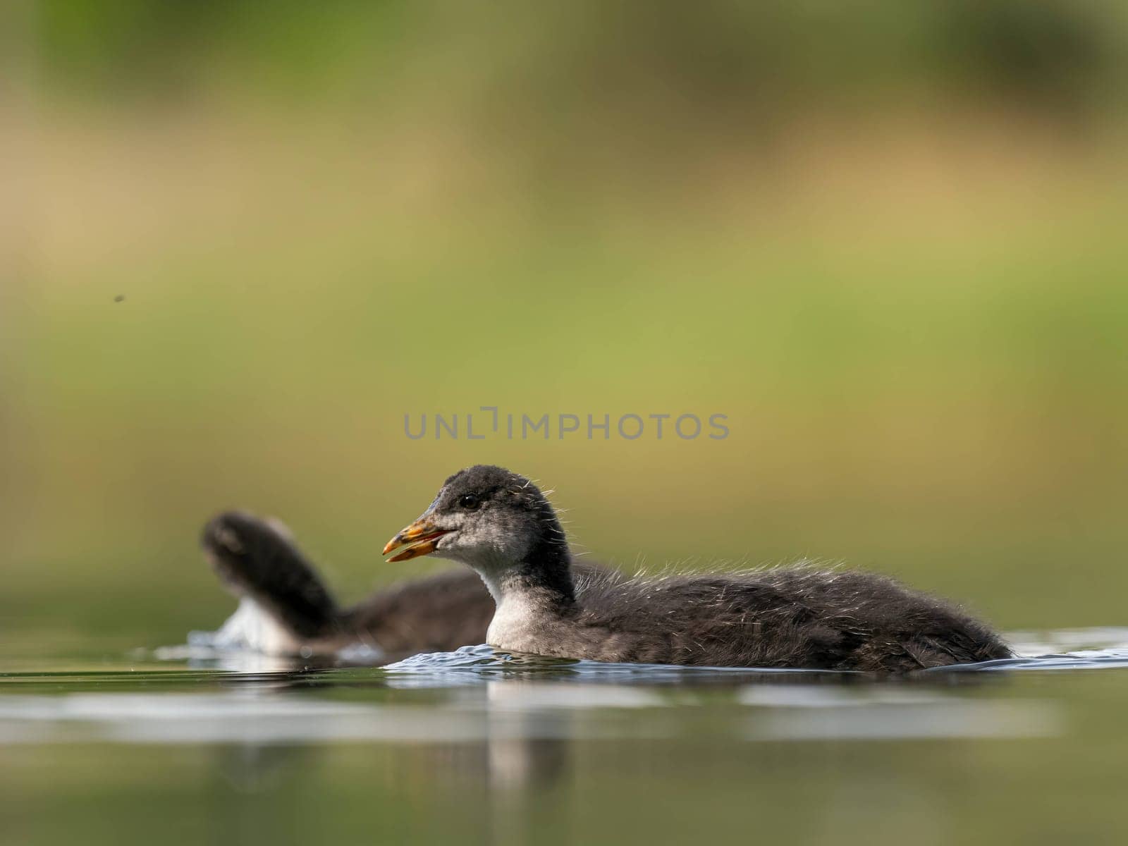 A serene scene unfolds as a wild duck gracefully floats on calm water amidst lush green surroundings. Nature's tranquility at its finest.