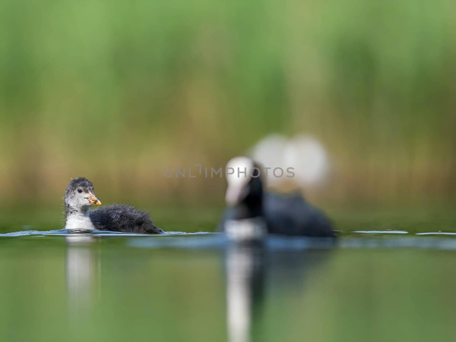 A serene scene unfolds as wild ducks and a Eurasian coot peacefully float on the tranquil waters of a lush green environment, showcasing the beauty of nature.