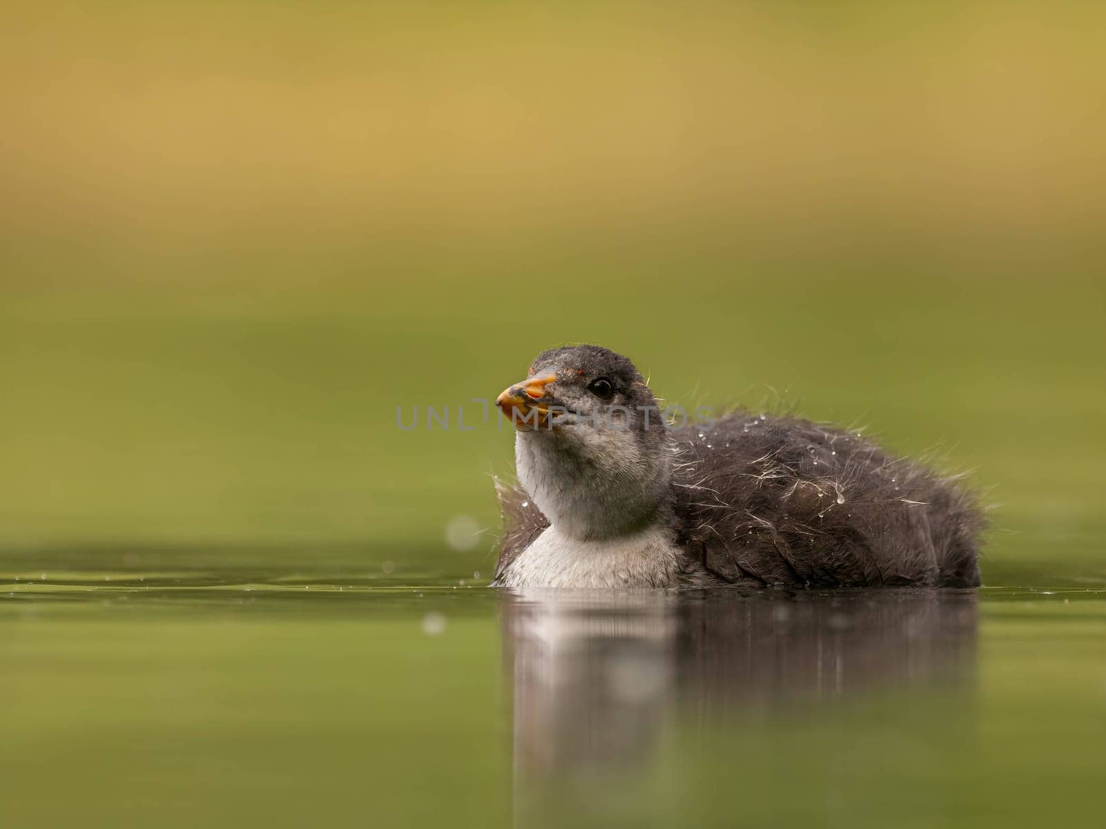 A serene scene unfolds as a wild duck gracefully floats on calm water amidst lush green surroundings. Nature's tranquility at its finest.