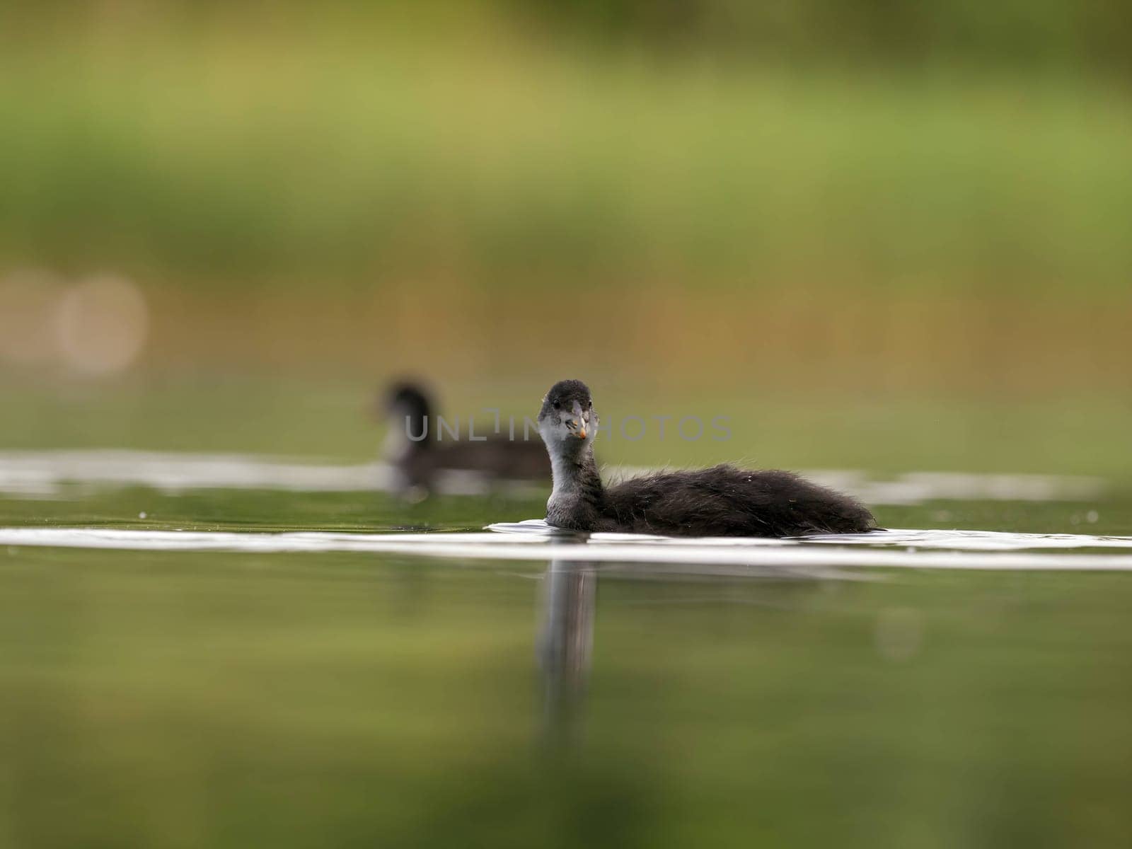 A serene scene unfolds as a wild duck gracefully floats on calm water amidst lush green surroundings. Nature's tranquility at its finest.