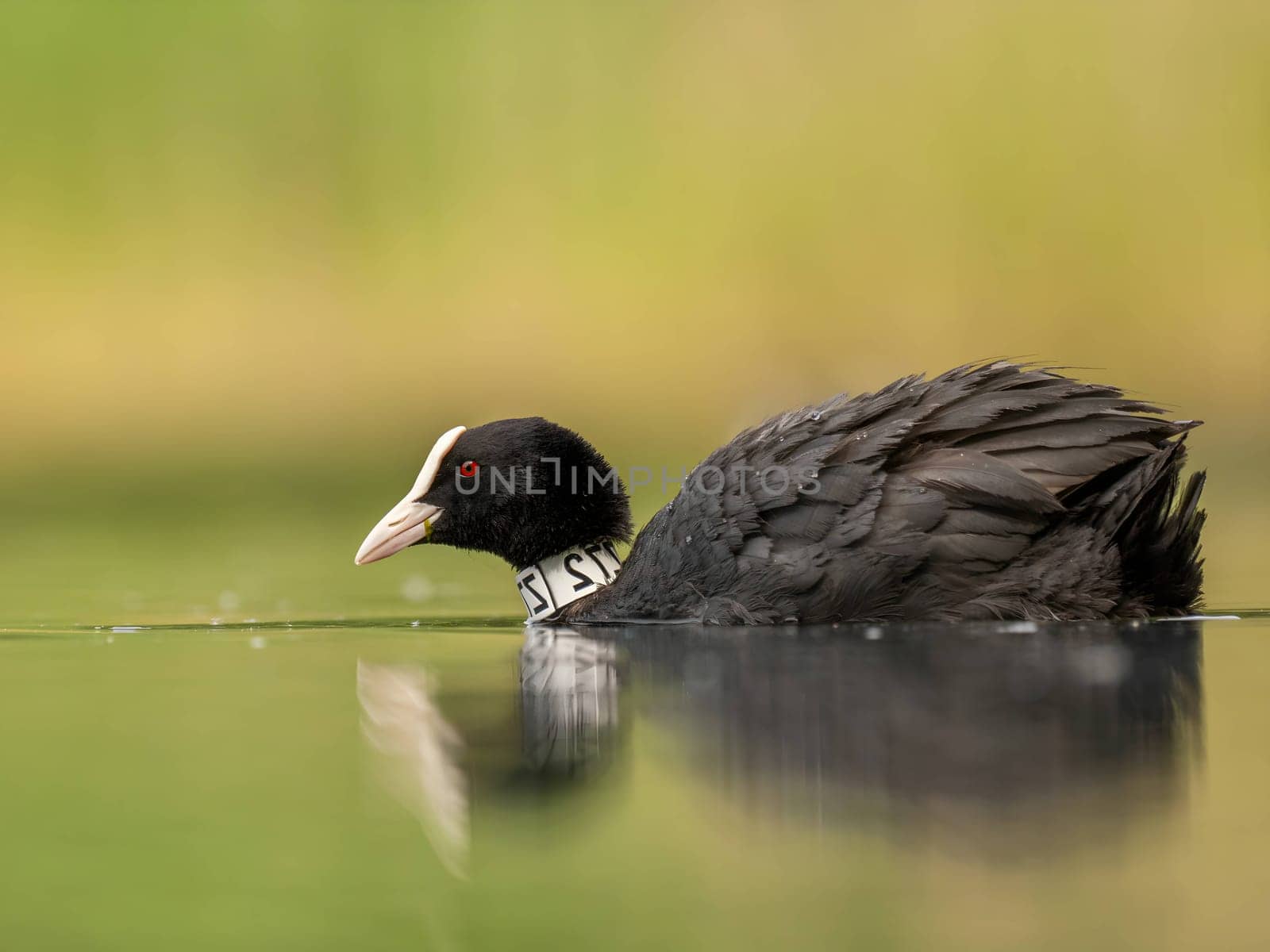 An Eurasian coot gracefully glides on the calm water, surrounded by lush greenery, creating a serene and picturesque scene in nature's embrace.