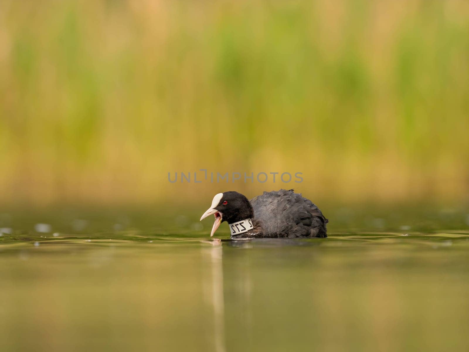 An Eurasian coot gracefully glides on the calm water, surrounded by lush greenery, creating a serene and picturesque scene in nature's embrace.