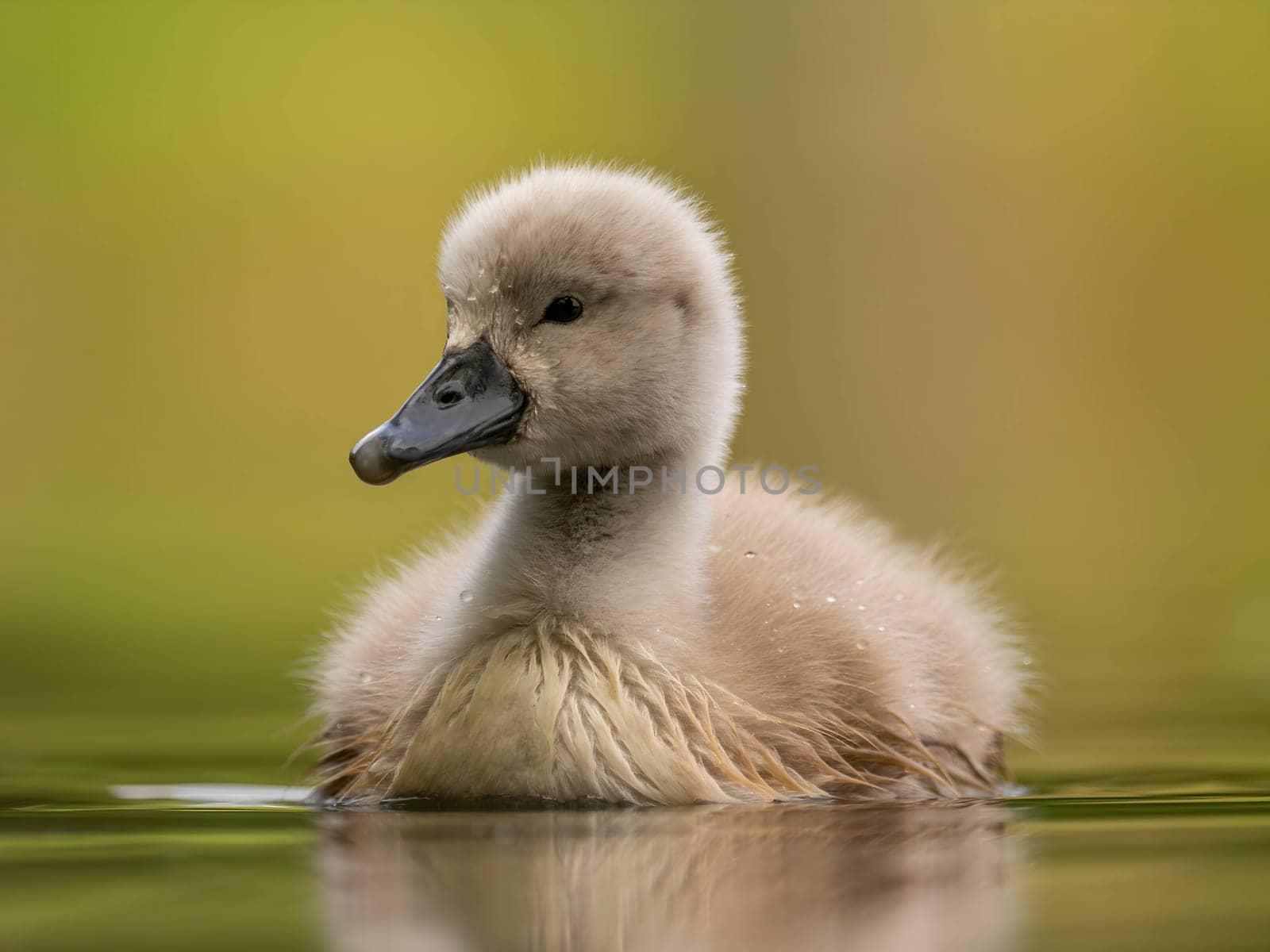 A close-up photograph captures a young mute swan gracefully floating on the water amidst the soothing green surroundings, showcasing the beauty of nature.