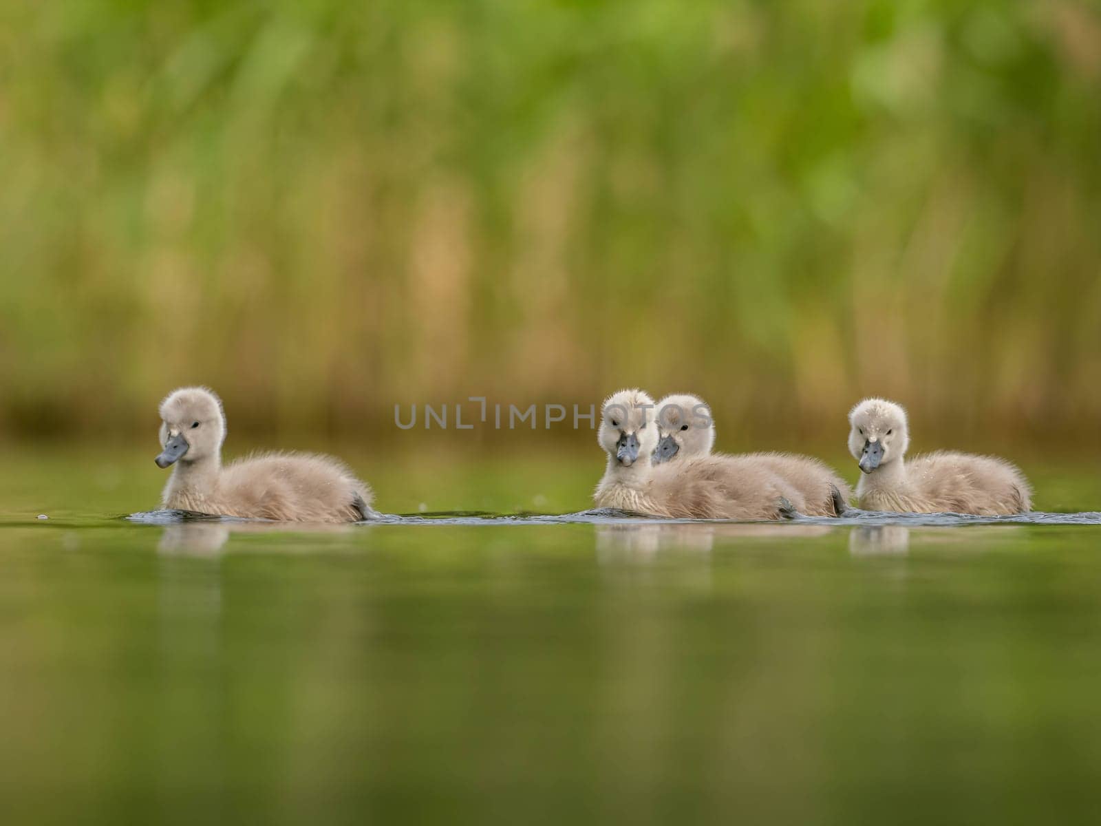 A close-up photograph captures young mute swans gracefully floating on the water amidst the soothing green scenery, portraying the serenity of nature.