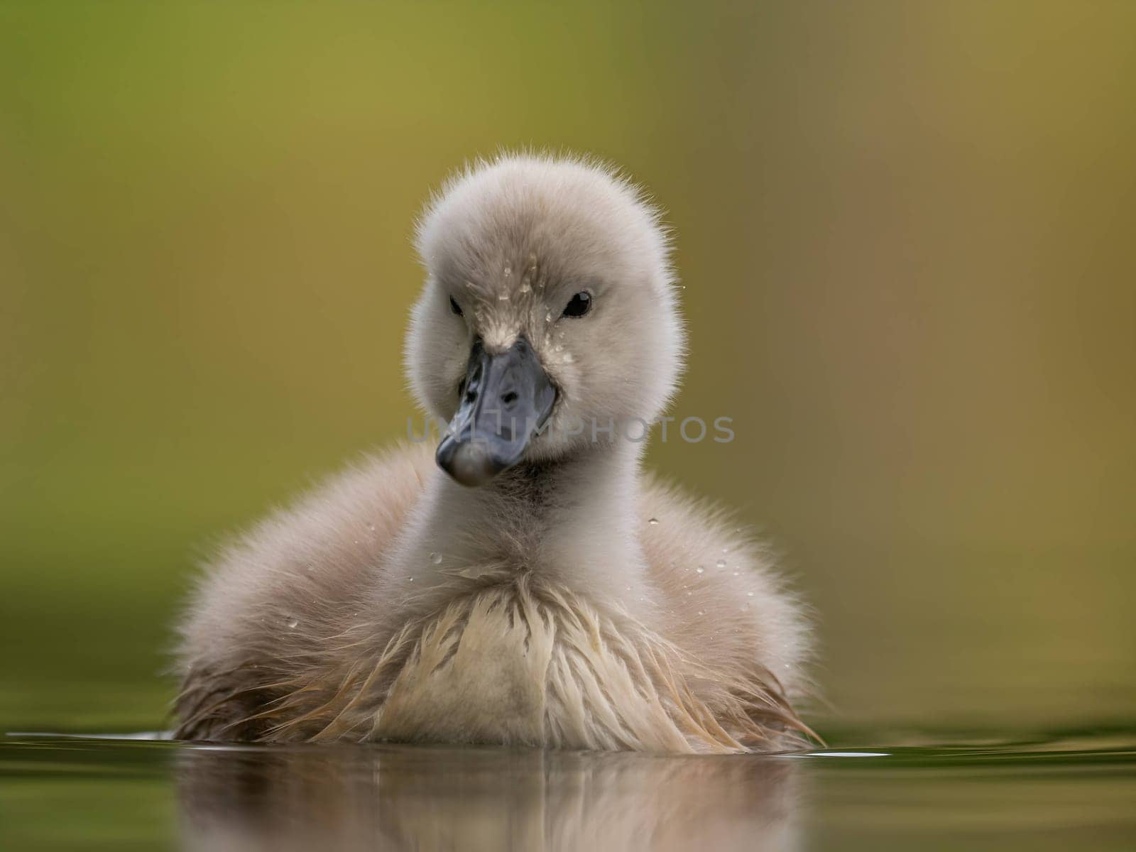 A close-up photograph captures a young mute swan gracefully floating on the water amidst the soothing green surroundings, showcasing the beauty of nature.