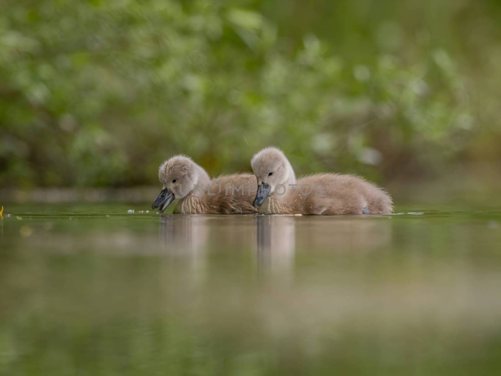 A close-up photograph captures young mute swans gracefully floating on the water amidst the soothing green scenery, portraying the serenity of nature.
