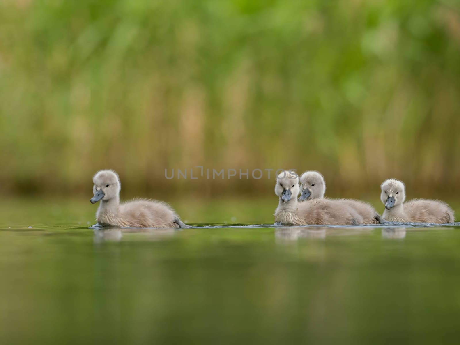 A close-up photograph captures young mute swans gracefully floating on the water amidst the soothing green scenery, portraying the serenity of nature.