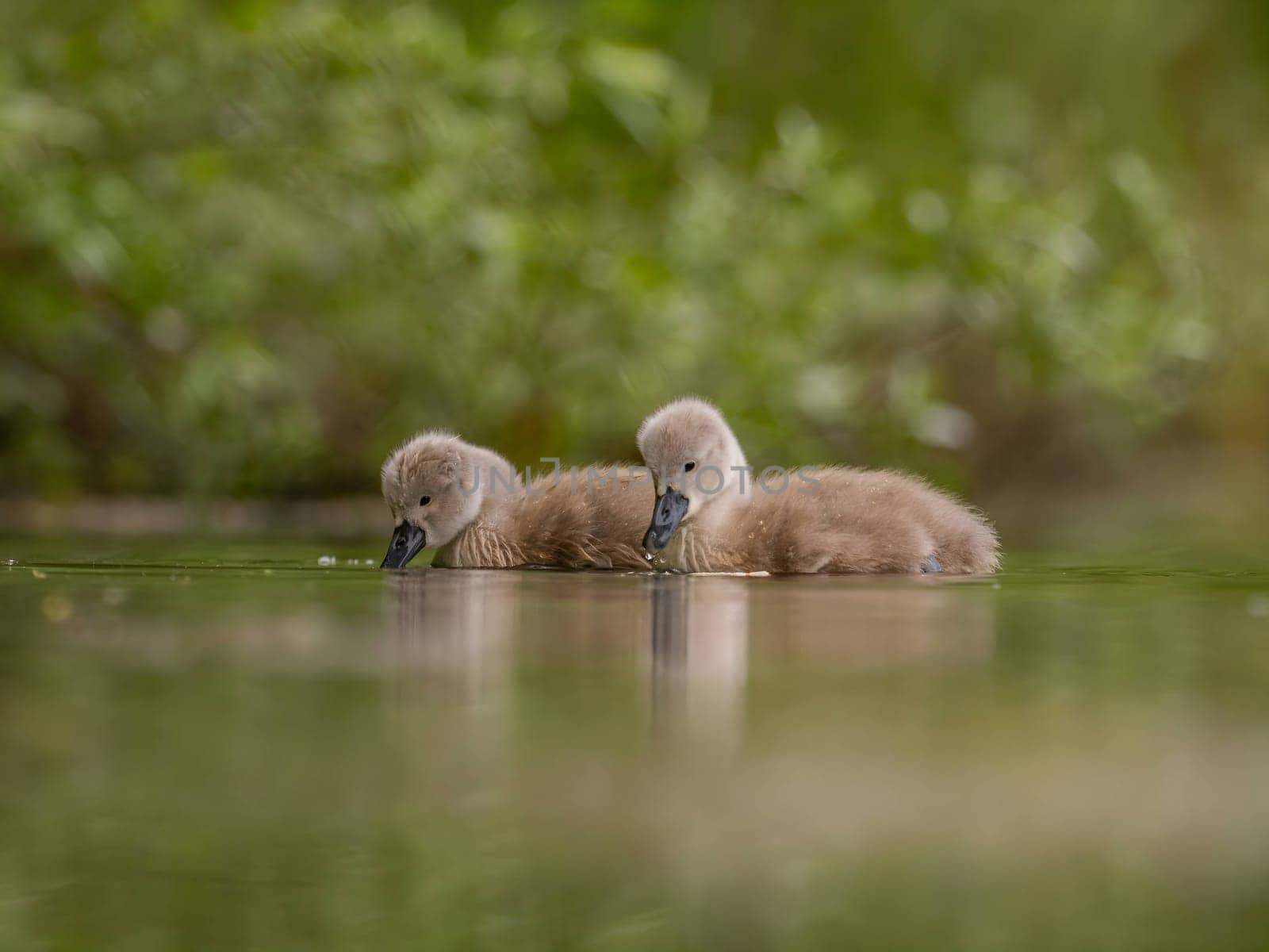 A close-up photograph captures young mute swans gracefully floating on the water amidst the soothing green scenery, portraying the serenity of nature.