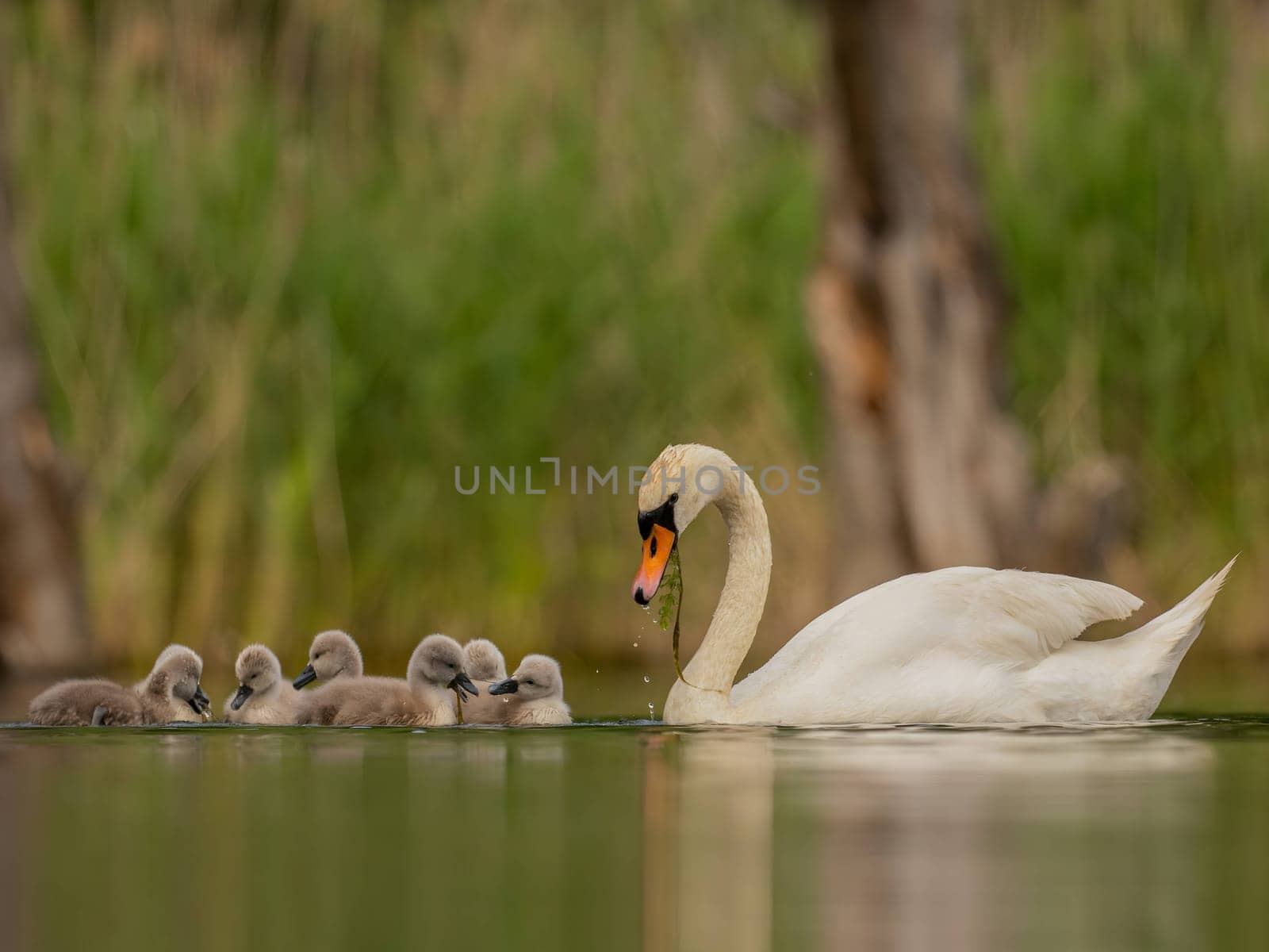 Adult mute swan with babies on the water, close-up photography, green scenery. by NatureTron