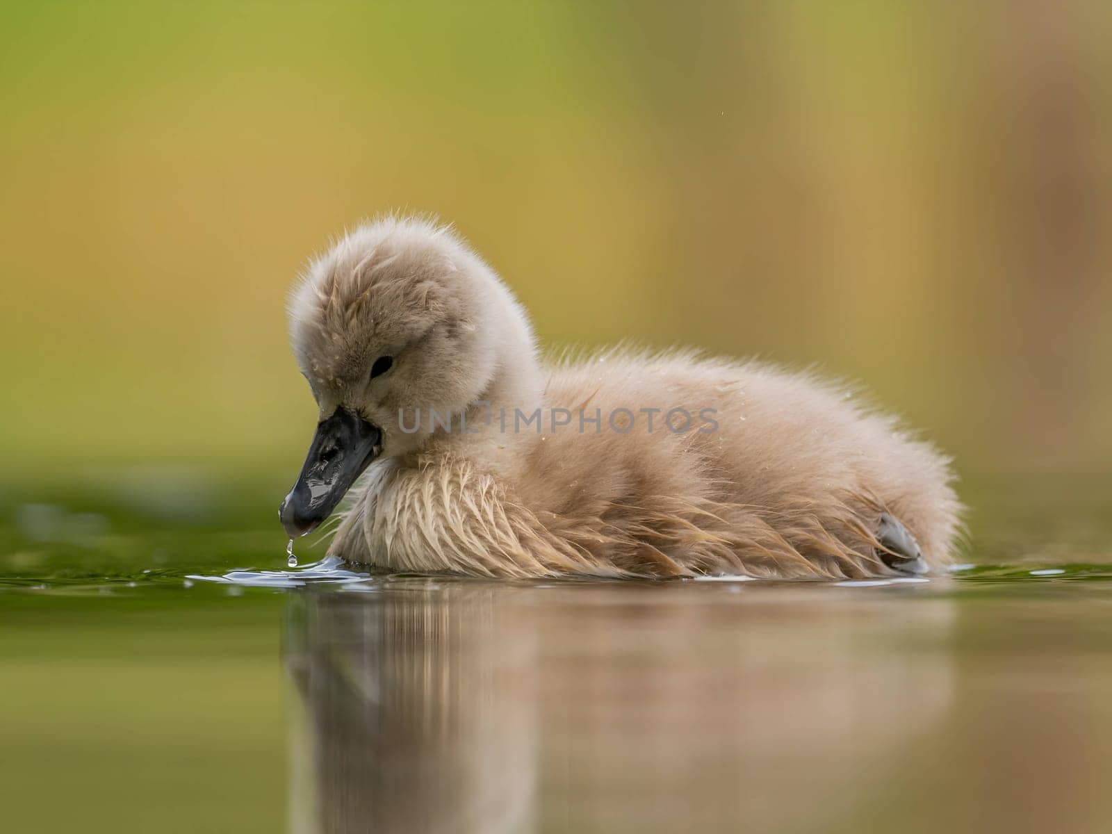 A close-up photograph captures a young mute swan gracefully floating on the water amidst the soothing green surroundings, showcasing the beauty of nature.